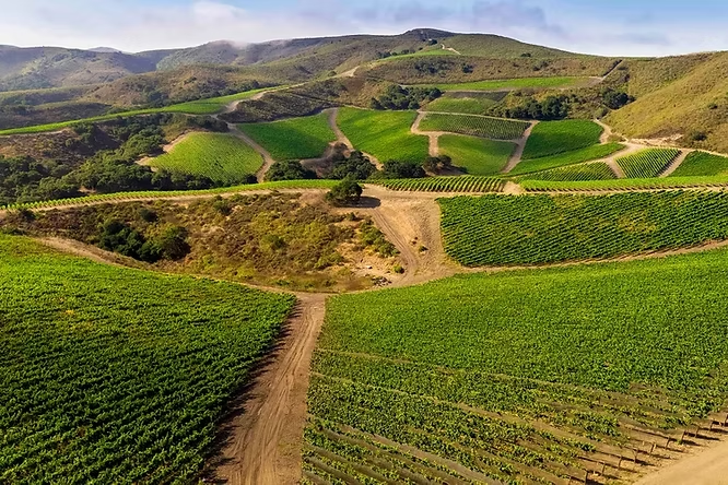 Paysages de différentes parcelles de vignes