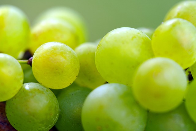 Comparaison visuelle entre un vignoble bio et un vignoble en biodynamie montrant la biodiversité et les pratiques culturales