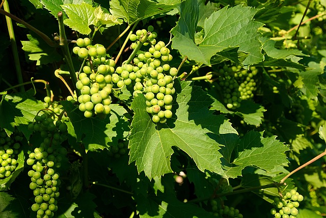 Grappes de raisin de différents cépages stars du classement des meilleurs vins mondiaux