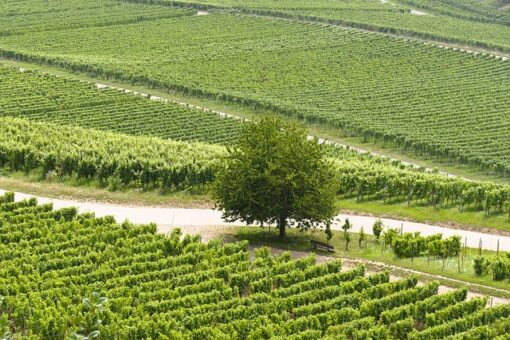 Raisins mûrs dans un vignoble lors des vendanges, symbole de l'importance du millésime pour le vin