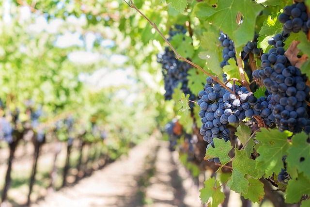 Rangs de vignes sous un soleil éclatant, symbolisant l'importance du millésime