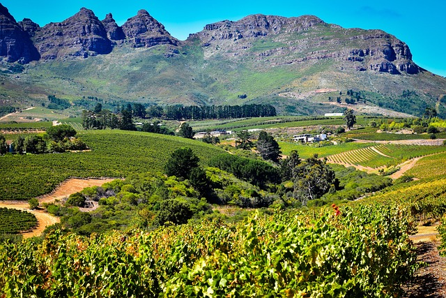 Vignes de Central Otago dans une vallée montagneuse