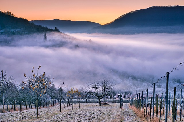 Rangs de vignes dans la Columbia Valley