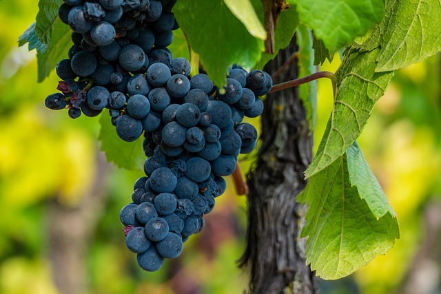 Grappe de pinot noir à maturité