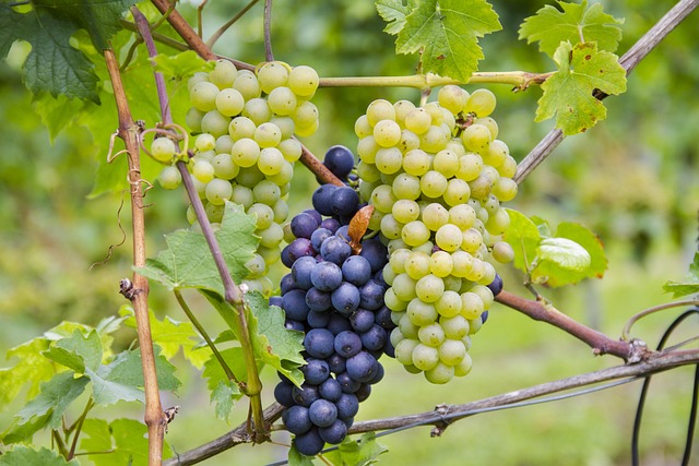 Vin de Pinot Noir de l'Oregon dans un verre