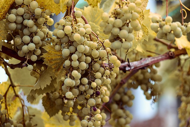 Grappes de raisin mûres prêtes à être vendangées