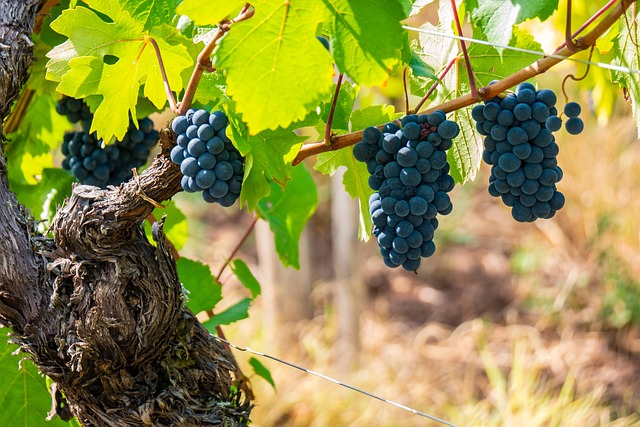 Grappes de Pinot Noir mûres dans un vignoble néo-zélandais, illustrant le terroir du premier article