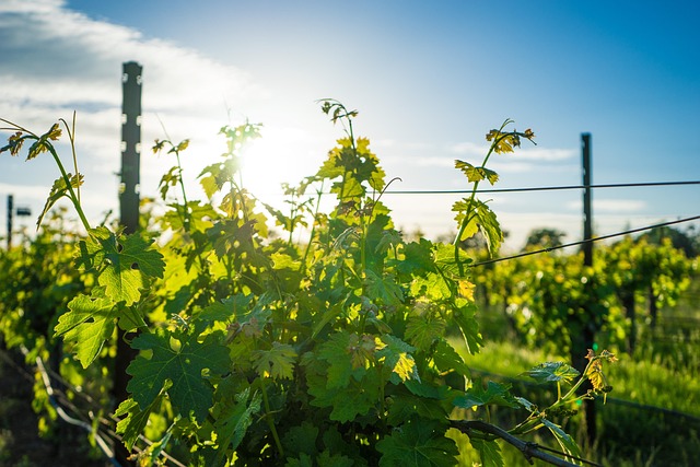 Vignoble historique de Californie montrant les racines de la viticulture